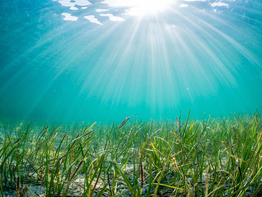 Photo of seagrass