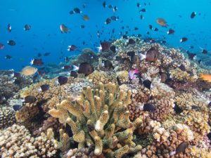 Coral reef in Fiji