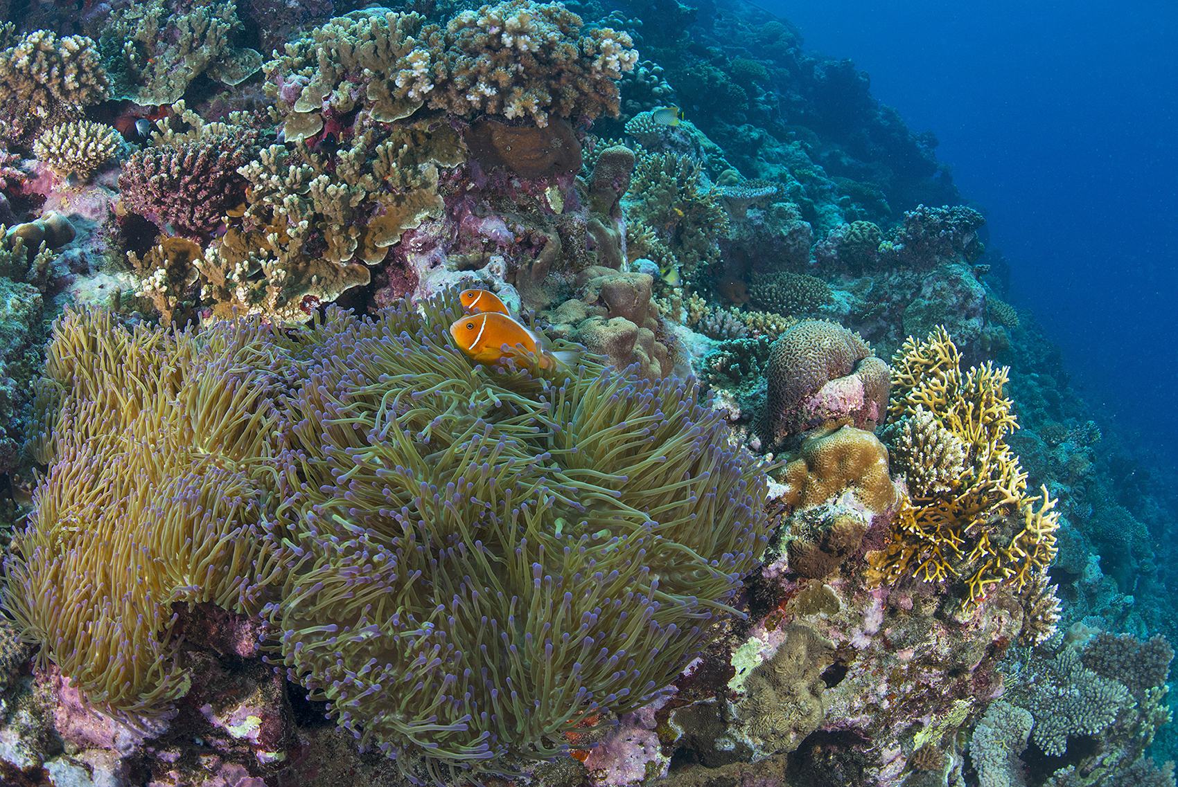 Photo of coral reef in Fiji