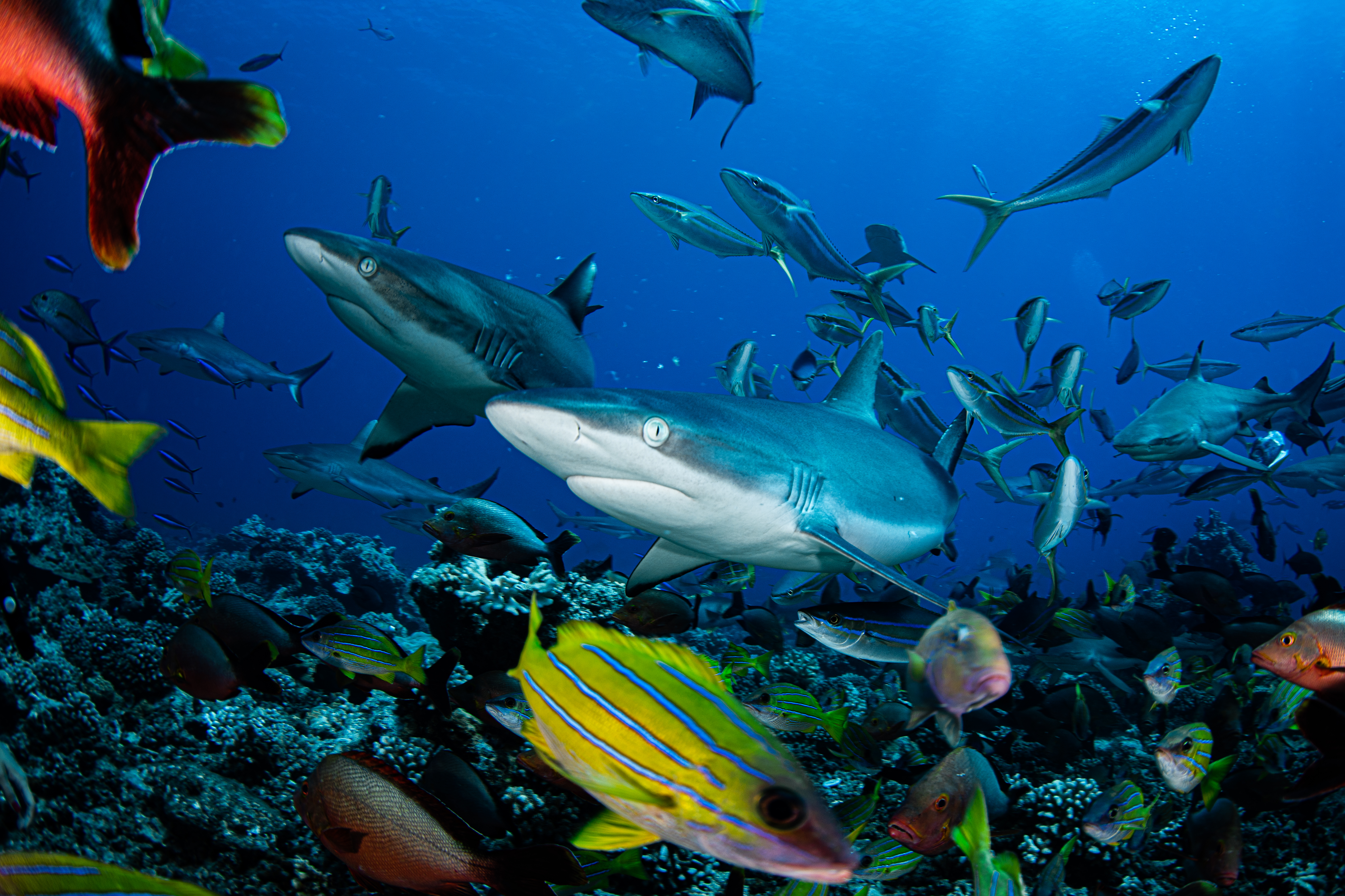 Photo of school of fish with shark