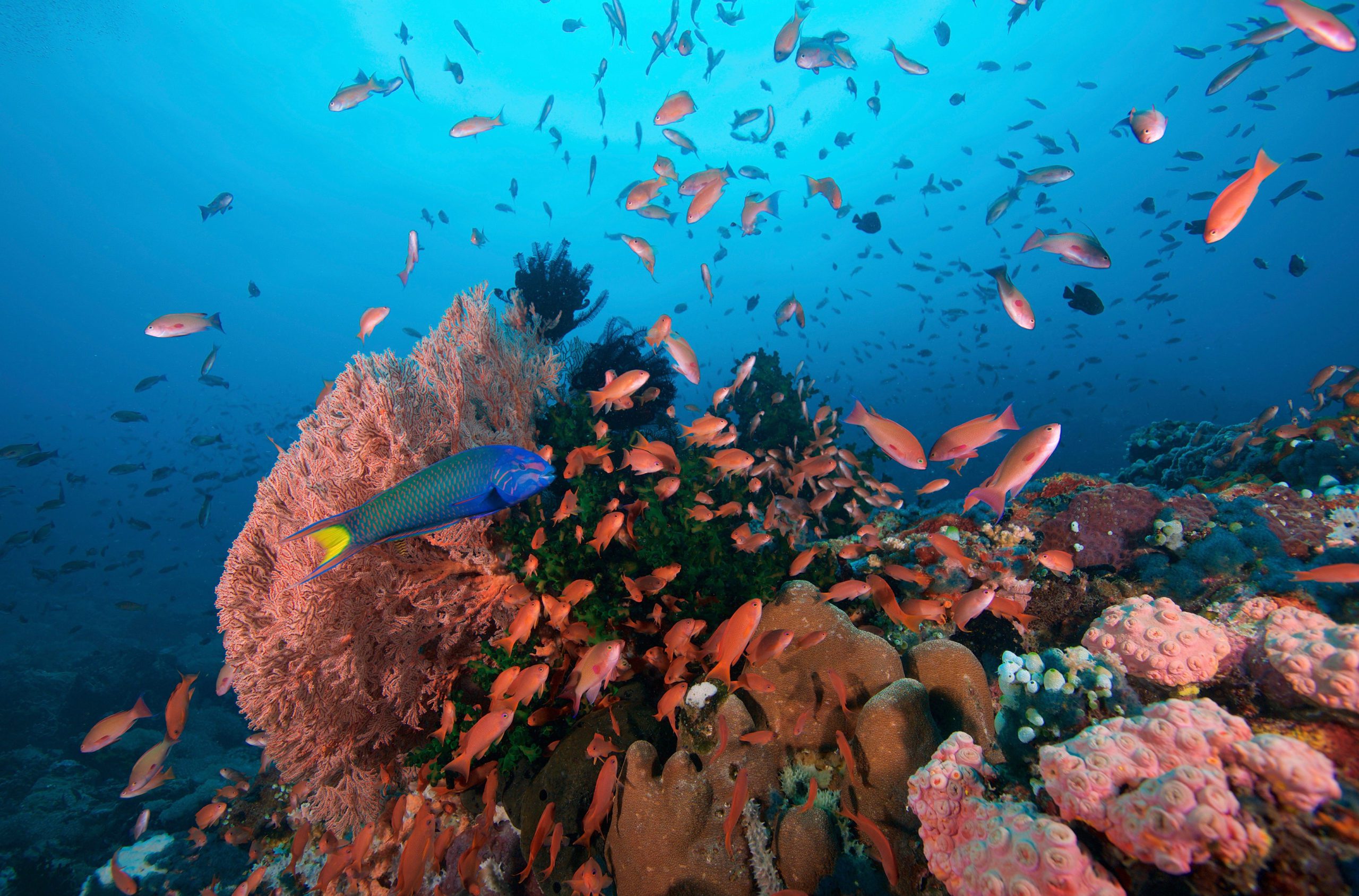 Photo of healthy coral reef in the Philippines