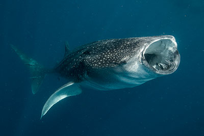 Photo of whale shark