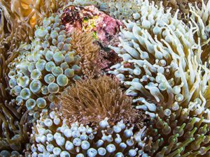 healthy coral habitat