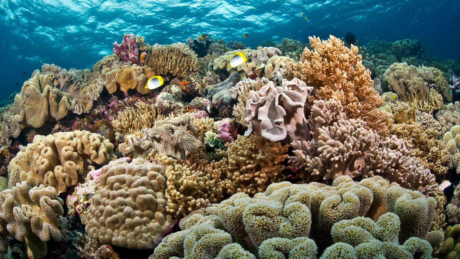 healthy corals Indonesia