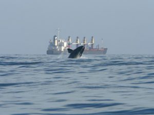 right whale near ship
