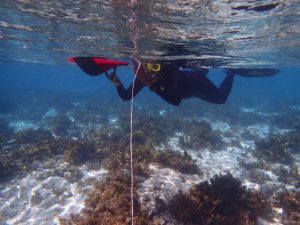 snorkeler collecting georeferenced photo transect