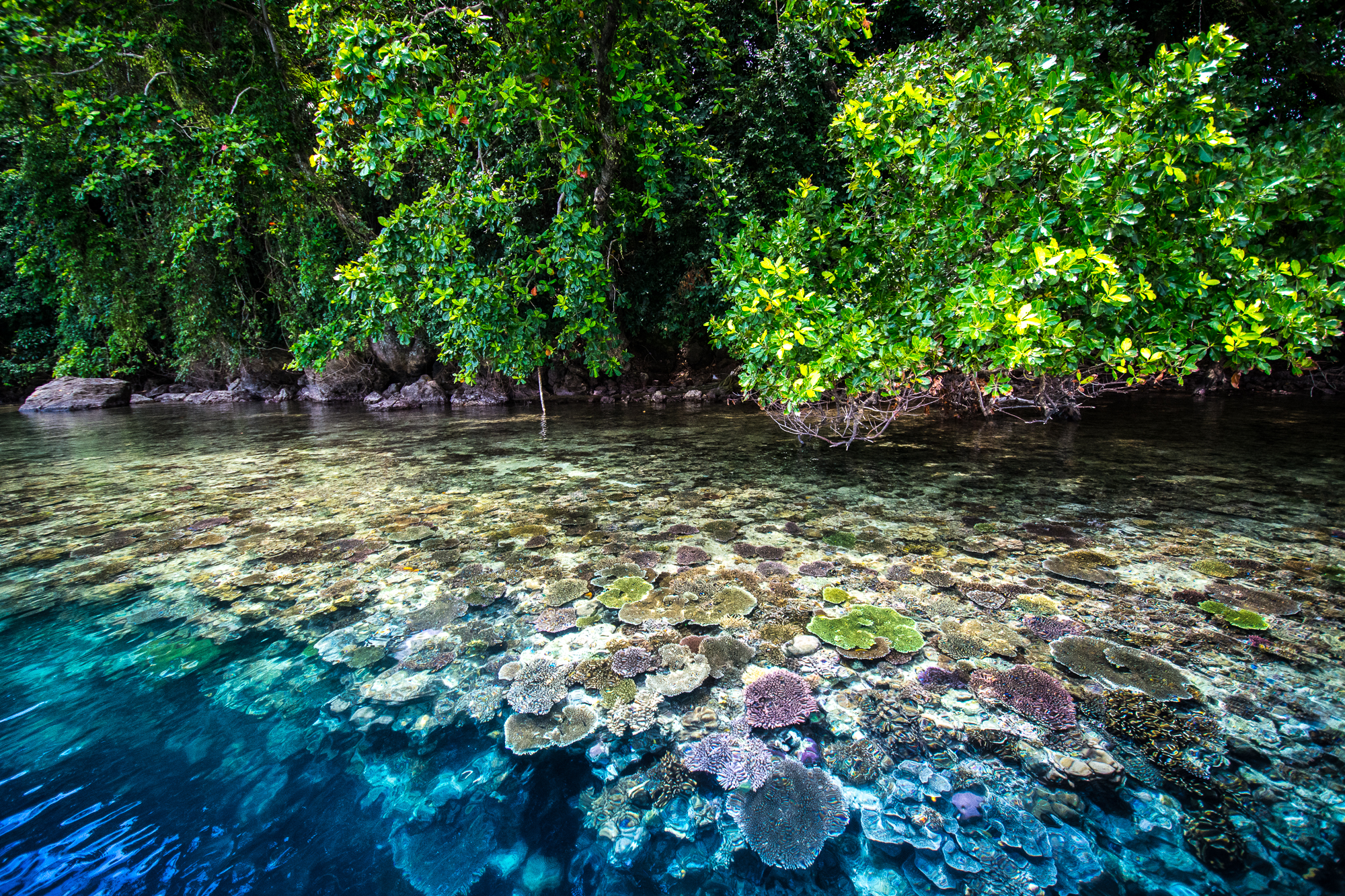 Papua New Guinea reef and mangroves
