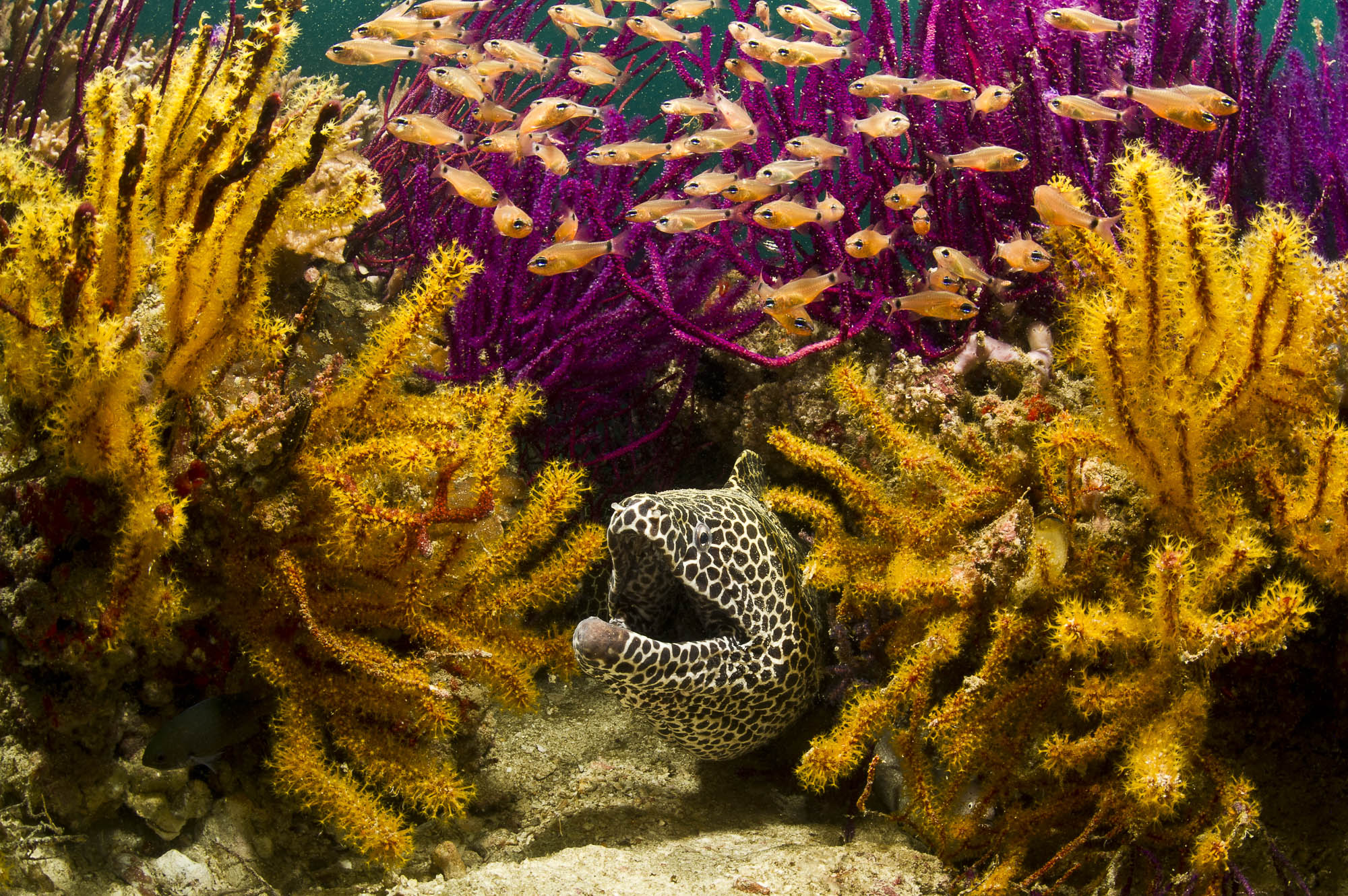 eel in coral reef