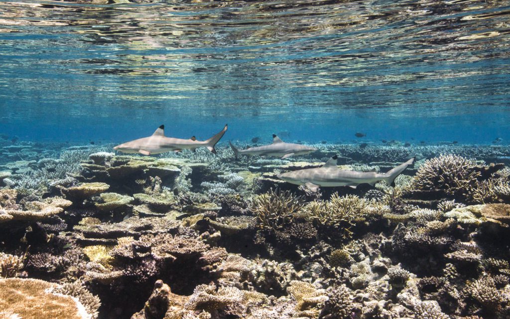 Habitat And Biodiversity Loss (Threats 2021 Ed.) - Our Shared Seas