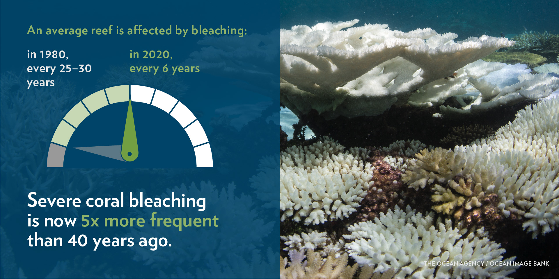 coral reef bleaching graphic