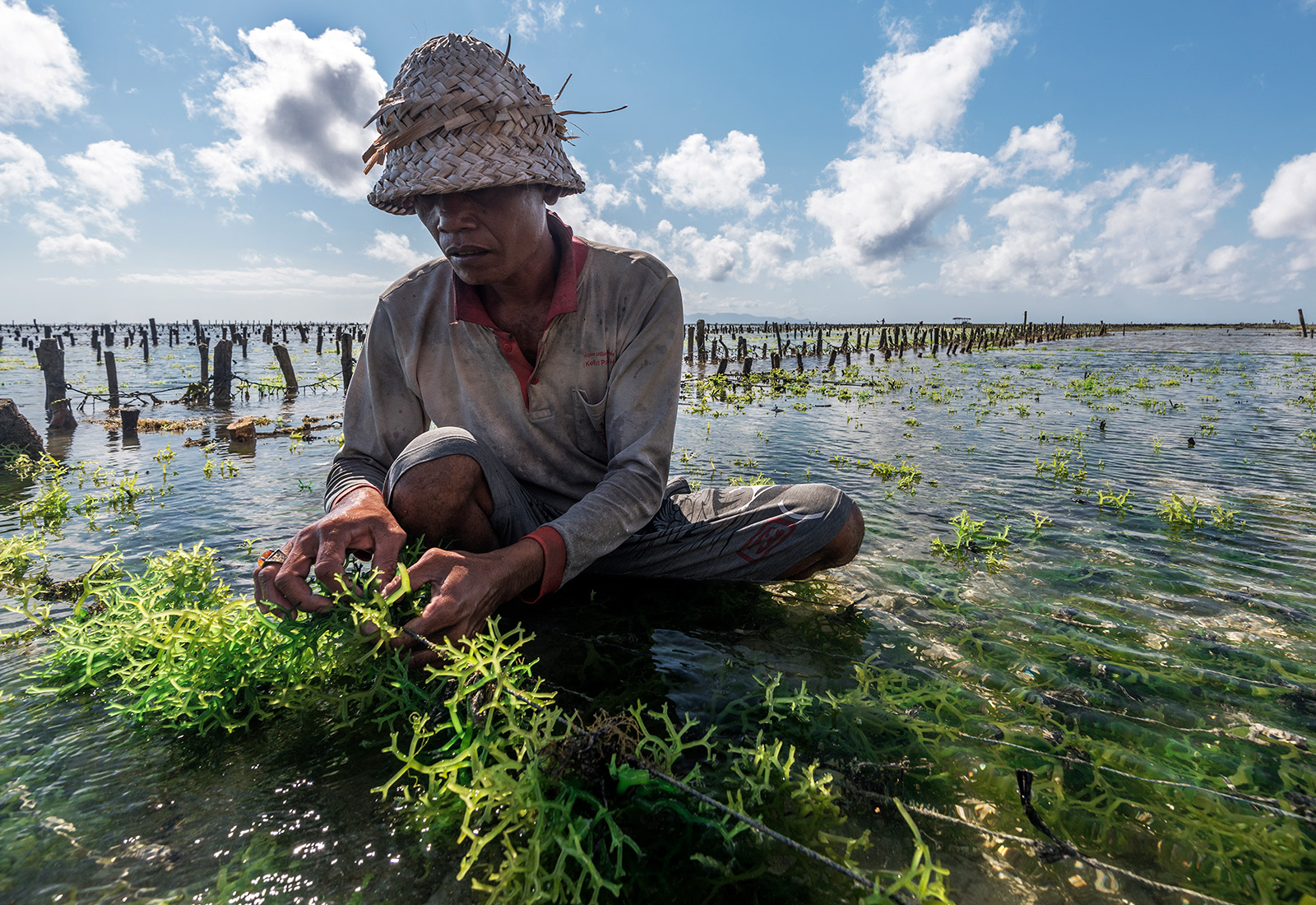 seaweed farmer