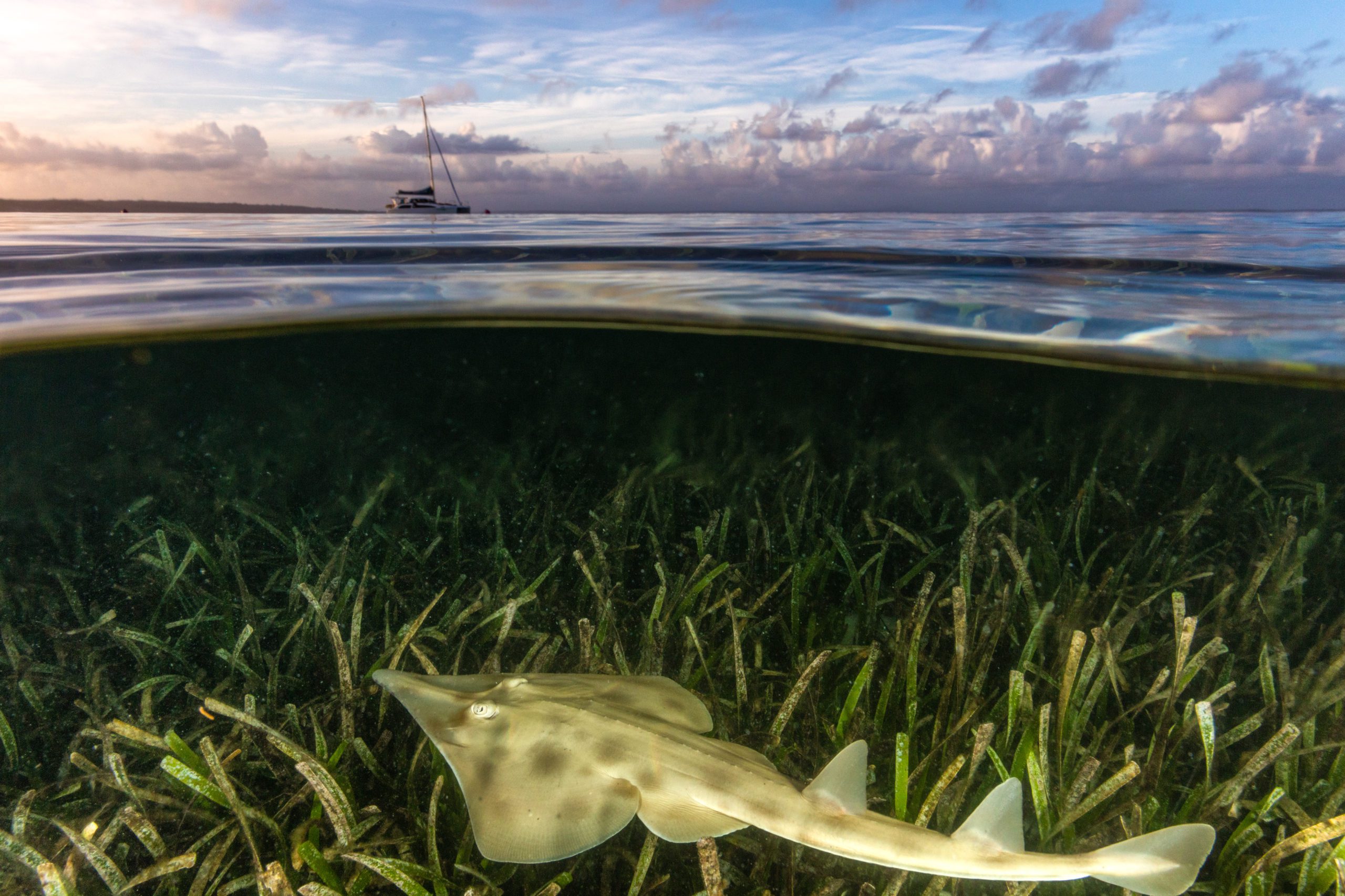 ray in seagrass