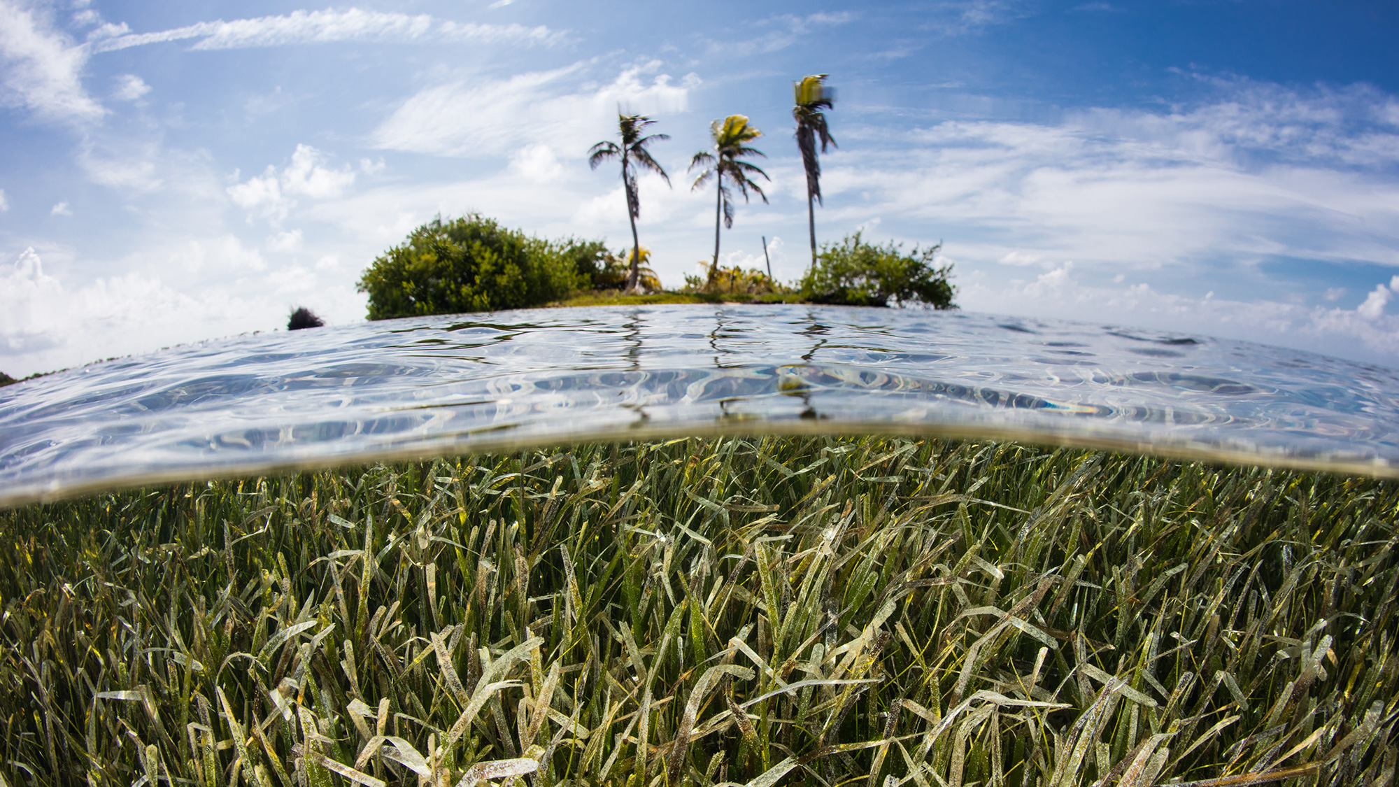 seagrasses Belize