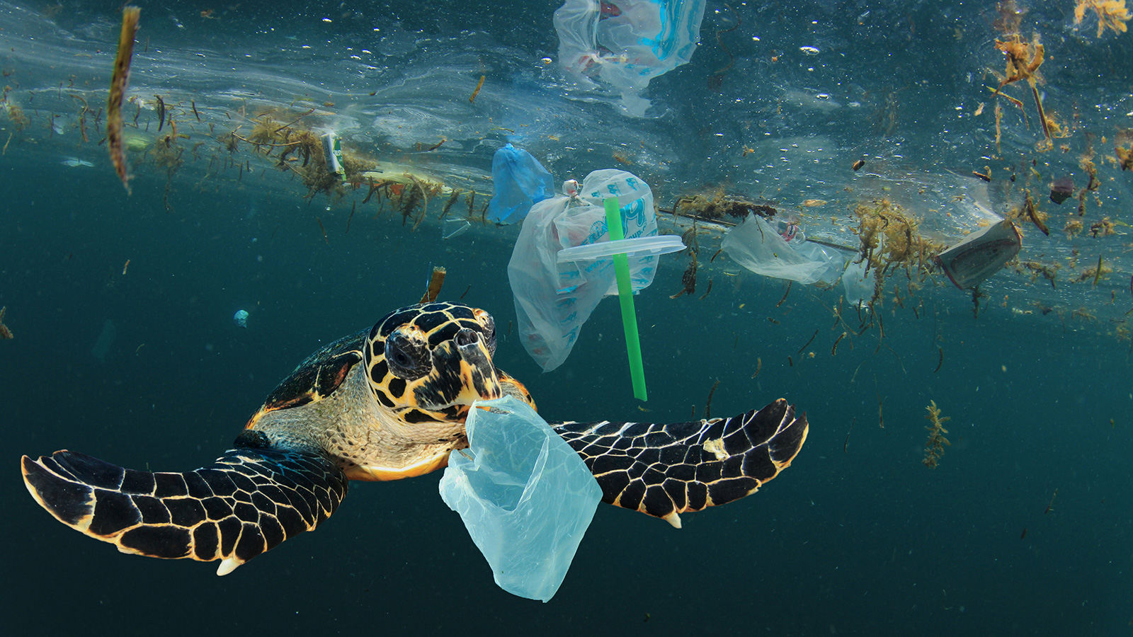 Turtle with plastic pollution