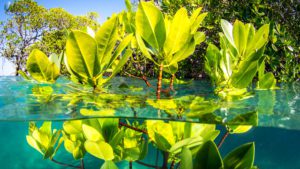 mangroves