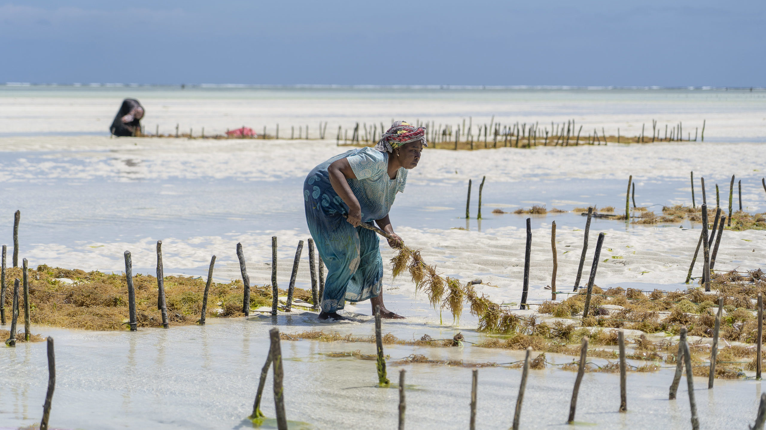 harvest seaweed