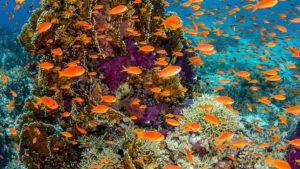 coral reef diversity