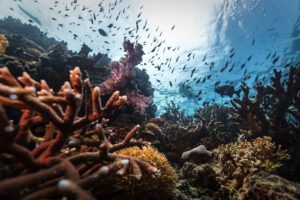 coral reef, Indonesia