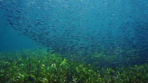 school of fish swim over seagrass