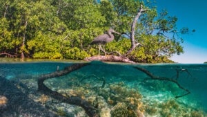 mangroves above and below water